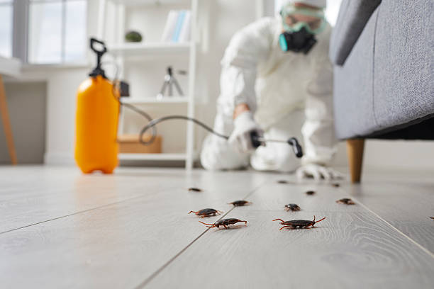 Affordable Termite Control solutions in Valinda, CA